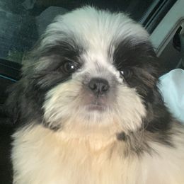 Jimmy - Red and white male Shih Tzu puppy in Massachusetts from All That