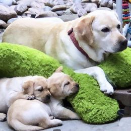 Labrador Retrievers from Your Lik