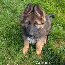 Aurora - Sable female German Shepherd puppy in Waterloo, New York from Von Nikolaos German Shepherds