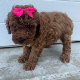 Theresa - Red  female Poodle puppy in Mint Hill, North Carolina from DoodleForever