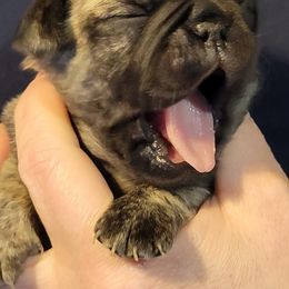 Pugs from Paschey Pug Puppies