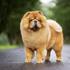 Chow Chow from Indigo Chows