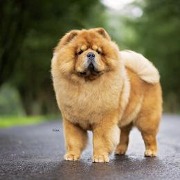 Chow Chow from Indigo Chows