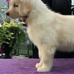 Golden Retrievers from 24k Goldens