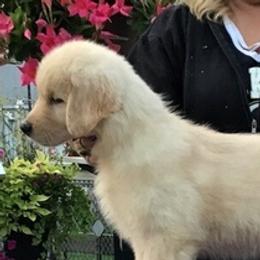 Golden Retrievers from 24k Goldens