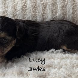 Lucy - Chocolate female Yorkipoo puppy in Waldorf, Maryland from Luv My Yorkies, LLC