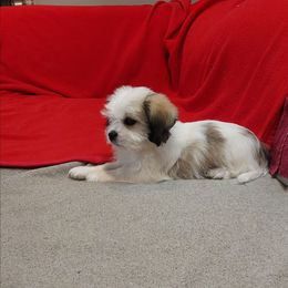 Parti Girl - White female Companion Cross puppy in Norman, Oklahoma from Steve's Puppies