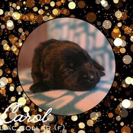 Carol - Liliac Collar - Black female Labrador Retriever puppy in Sumerduck, Virginia from Cedar Mountain Retrievers