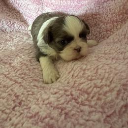 Heather - Blue and white female Shih Tzu puppy in Jasper, Indiana from Jacob’s Spoiled Shih Tzu
