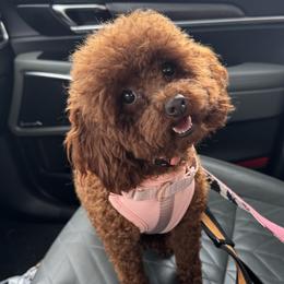 Rose - Poodle