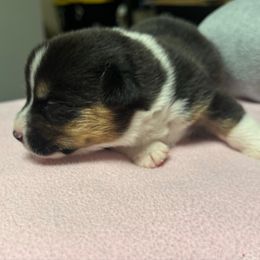 Cheeto - Black and white female American Corgi puppy in Omaha, Arkansas from DnD Corgis