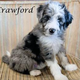 Crawford - Blue merle male Aussiedoodle puppy in Lancaster, Minnesota from Wilson Cattle Co.