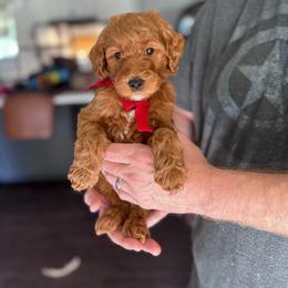 Red Boy- mini Goldendoodle - Red  male Goldendoodle puppy in Piedmont, South Carolina from The Farm at Saluda Ridge