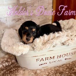 Skye - Black and cream female Dachshund puppy in Atwood, Oklahoma from Holder’s Doxie Farm