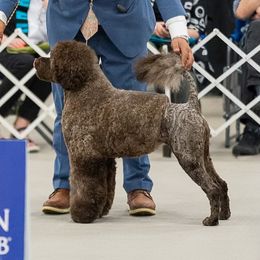 Portuguese Water Dogs from PEJA PWDs