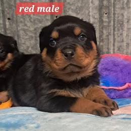 Boy 4 - Black and mahogany male Rottweiler puppy in De Witt, Iowa from Irish Eyes Kennels