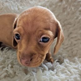 Vera - Red female Dachshund puppy in Blanchard, Oklahoma from Dusty Road Doxies
