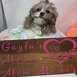 Midwest Mini Misty - Beige female Mi-Ki puppy in Clearwater, Kansas from Midwest Mini Mi-kis