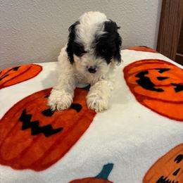 Spud - Black and white male Cockapoo puppy in Brookings, South Dakota from Hofer Pups