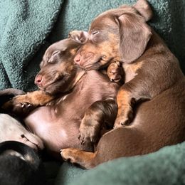 Dachshund Puppies from Morrison Dachshunds
