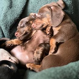Dachshund Puppies from Morrison Dachshunds