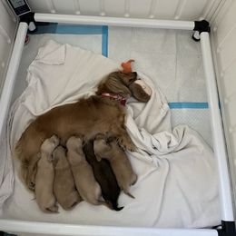 Dachshund Puppies from Honey Creek Dachshunds