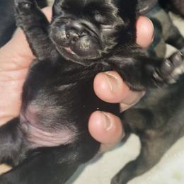 Pug Puppies from Carla's Pugs