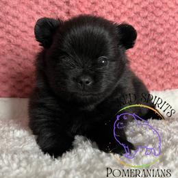 HOLD AKC PEPSI - Black male Pomeranian puppy in Watkins Glen, New York from Wicked Spirits Pomeranians