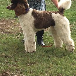 Poodles from Taylor's Standard Poodles