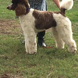 Poodles from Taylor's Standard Poodles