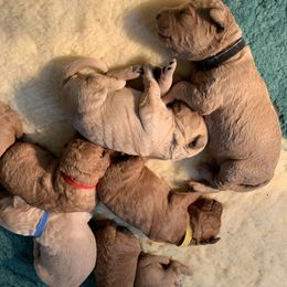 Goldendoodle Puppies from BB Doodles