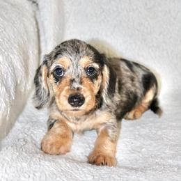 Roger - Dapple male Dachshund puppy in Fairfax, Iowa from Grayson’s Lovable Dachshunds
