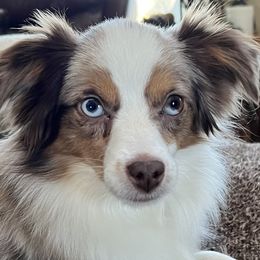 Andi - Toy Australian Shepherd