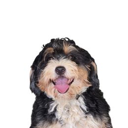 Gema - Bernedoodle