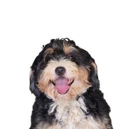 Gema - Bernedoodle