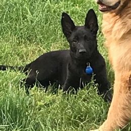 German Shepherd Puppies from Carlson Hill Farm