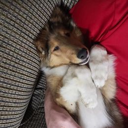 Collie Puppies from High Altitude Collies
