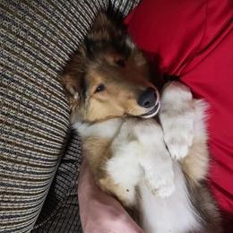 Collie Puppies from High Altitude Collies