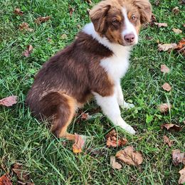 Australian Shepherd, Miniature American Shepherd, and Miniature Australian Shepherd Puppies from Copper Sky Aussies & Mini American Shepherds