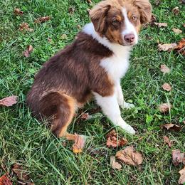 Australian Shepherd, Miniature American Shepherd, and Miniature Australian Shepherd Puppies from Copper Sky Aussies & Mini American Shepherds