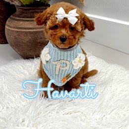 Havarti - Red  female Goldendoodle puppy in Buford, Georgia from Petite Posh Puppies