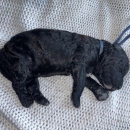 Dunston. - Black male Poodle puppy in Houston, Texas from The Standards