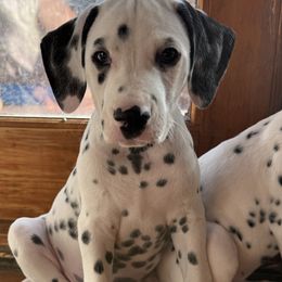 Dalmatian Puppies from Storm & Blue's Dalmatian Pups