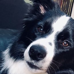 Border Collies from Aumakua Border Collies