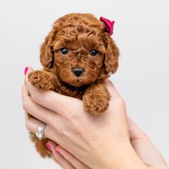 Aussiedoodles, Cavapoos, and Goldendoodles from Grace Acres Puppies