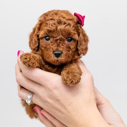Aussiedoodles, Cavapoos, and Goldendoodles from Grace Acres Puppies