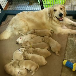 Olive Green - Golden male Golden Retriever puppy in Rainier, Washington from Hanson’s NW Goldens & Doodles