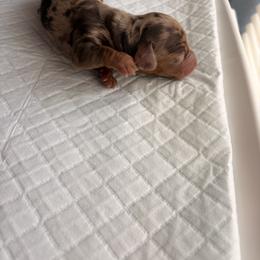 Dachshund Puppies from Teenie Tiny Dachshunds