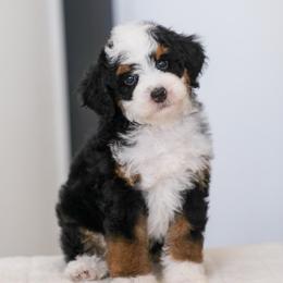 Bunny - Tri-color female Bernedoodle puppy in Dundee, Ohio from Down Home Doodle