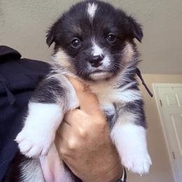 Jasmine - Black and tan female Pembroke Welsh Corgi puppy in Saint Johns, Florida from Colebrooke Farm